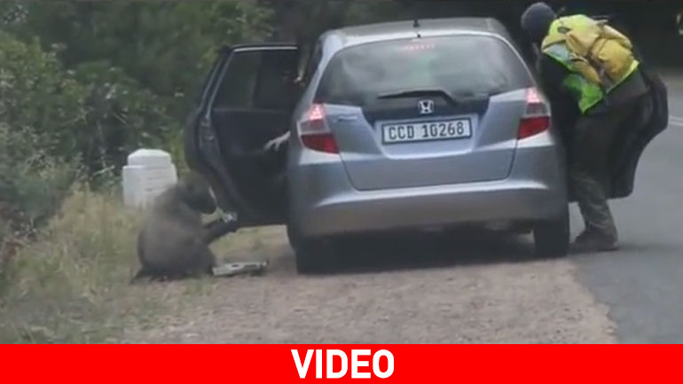 Μπαμπουίνος κλέβει… πίτσα