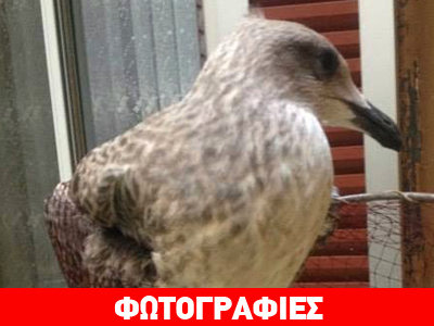 Γλάρος έπεσε από έκτο όροφο και σώθηκε