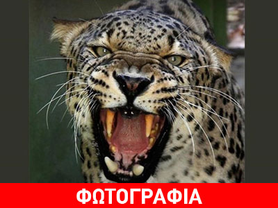 Χρυσά δόντια τοποθέτησαν σε… περσική λεοπάρδαλη!