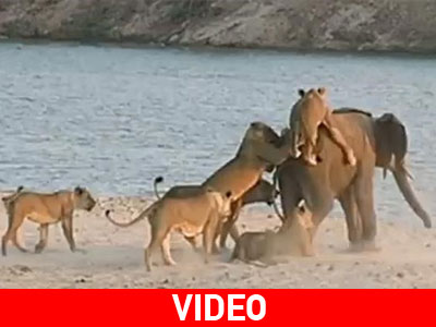 Μωρό ελέφαντας γλίτωσε από 14 λέαινες