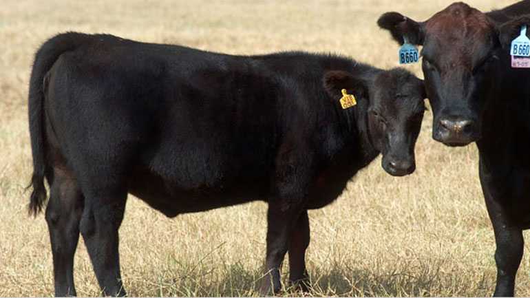 Πλήρη απαγόρευση των τροφίμων από κλώνους ζητεί η Ευρωβουλή