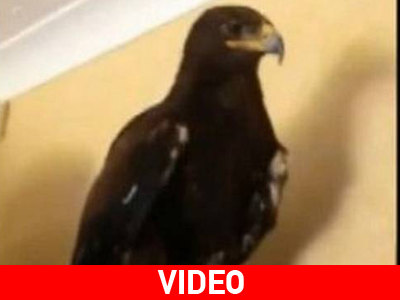 Βρετανία: Aετός προσγειώθηκε στο σαλόνι της