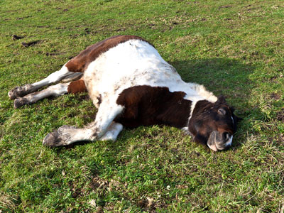 Πολωνία: Εντόπισαν την ασθένεια του άνθρακα σε νεκρό άλογο