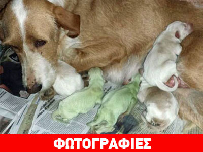 Ισπανία: Κουταβάκια γεννήθηκαν… πράσινα