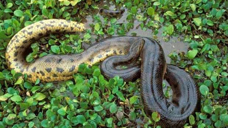 Το Ελ Νίνιο προκαλεί περισσότερες επιθέσεις φιδιών