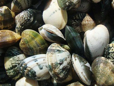 Μαρωνεία: Μετέφερε μισό τόνο ακατάλληλα όστρακα