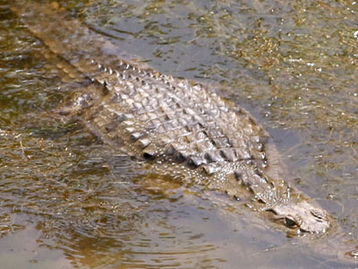 Έβγαλαν ένταλμα σύλληψης για τον… Σήφη!