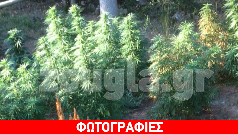 Εντοπίστηκε φυτεία δενδρυλλίων κάνναβης στην Καλαμάτα