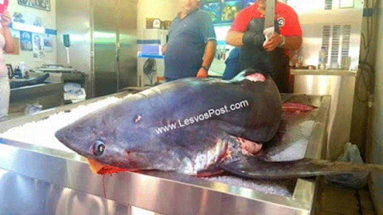 Τεράστιος καρχαρίας στα δίχτυα ψαράδων στο Πλωμάρι