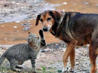 Δράμα: Φυλάκιση και πρόστιμο σε γυναίκα που δηλητηρίασε αδέσποτα