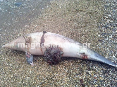 Πήλιο: Ξεβράστηκε νεκρό δελφίνι