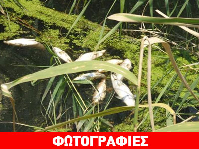 Γέμισε νεκρά ψάρια ο Σπερχειός