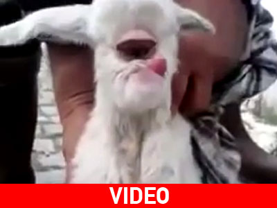 Αρνάκι «κύκλωπας» γεννήθηκε στην Τουρκία