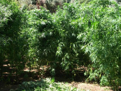 Τρίκαλα: Ανακάλυψαν «δάσος» με δενδρύλλια κάνναβης