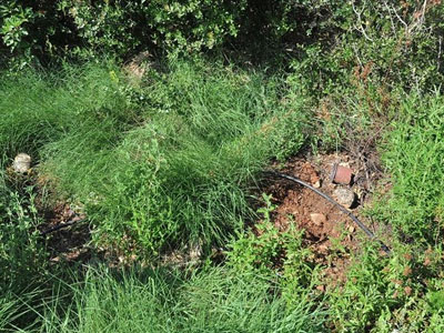 Αλβανία: Μεγάλη επιχείρηση για την καταστροφή φυτειών κάνναβης