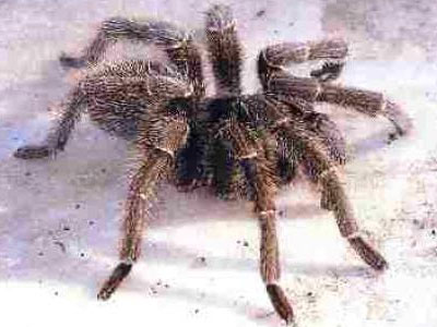 Ρόδος: Έχασε δύο δάχτυλα από τσίμπημα αράχνης