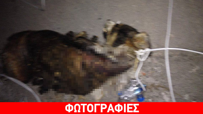 Σοκ στην Ηγουμενίτσα: Άγνωστος κακοποίησε, έκαψε και πέταξε στον κάδο ένα σκυλάκι