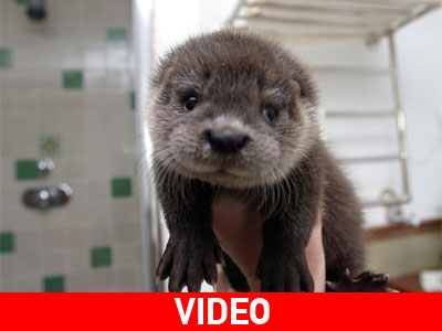 Μικρή θαλάσσια ενυδρίδα μαθαίνει να κολυμπά