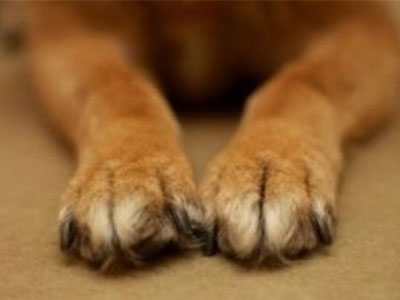 Πάτρα: Αθώος ο κυνηγός που εκτέλεσε σκύλο