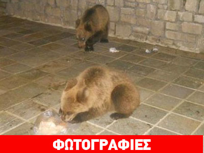 Βόλτες στους δρόμους του Μετσόβου κάνουν τρία αρκουδάκια