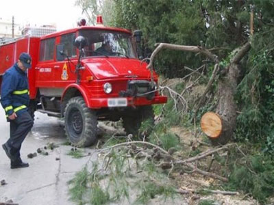 Κλήσεις για κοπή δέντρων σε Ηράκλειο και Χολαργό