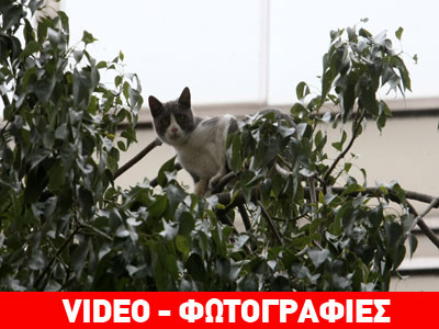 Επιχείρηση διάσωσης γάτας στην οδό Σταδίου