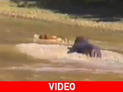 Ιπποπόταμος σώζει αντιλόπη από κροκόδειλο!