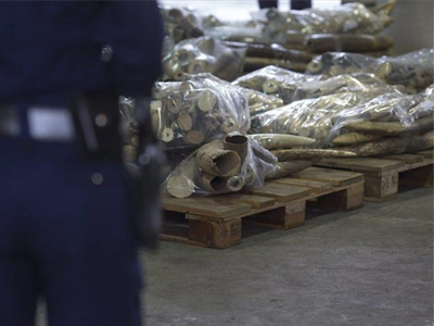 Ουγκάντα: Κατασχέθηκαν 700 κιλά ελεφαντοστού