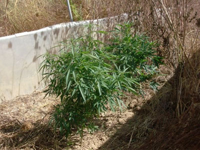 Κοζάνη: Μετέτρεψαν στάβλο σε χώρο καλλιέργειας κάνναβης