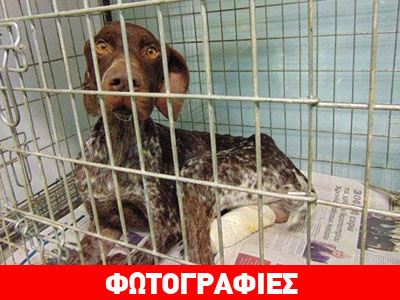 Κομοτηνή: Βασάνισαν κυνηγόσκυλο με… καυστικό οξύ!