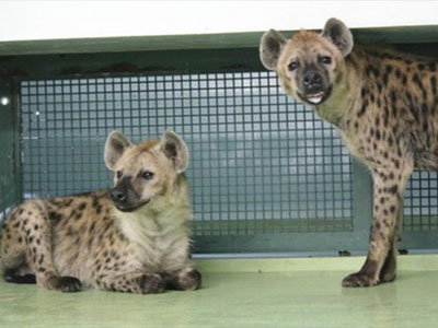 Ζωολογικός κήπος προσπαθούσε επί χρόνια να ζευγαρώσει δύο… αρσενικές ύαινες!