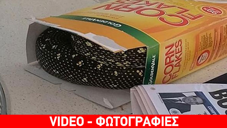 Βρήκε πύθωνα δύο μέτρων σε… κουτί δημητριακών!