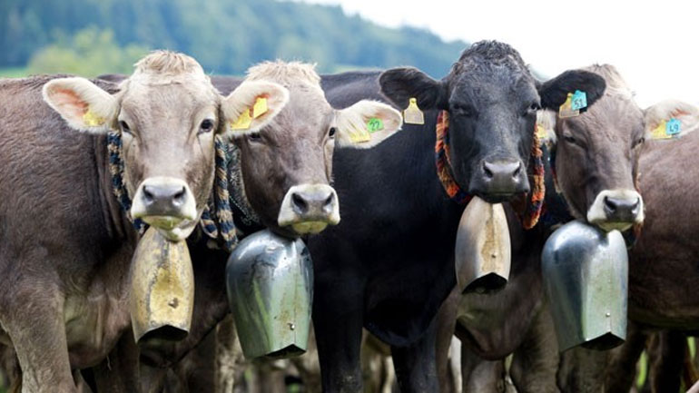Δικαστήριο υποχρέωσε κτηνοτρόφο να βγάλει τα κουδούνια από τις αγελάδες του