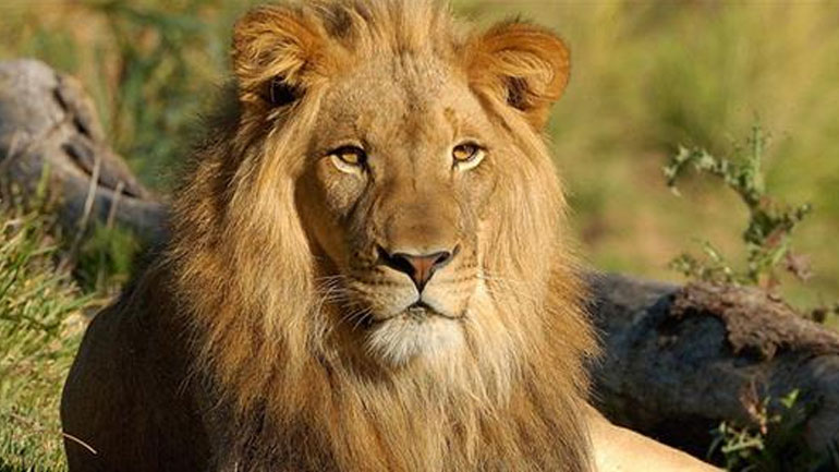 Αναπάντεχη επιστροφή λιονταριών στην Γκαμπόν