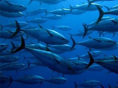 Αύξηση της συγκέντρωσης υδραργύρου στους τόνους του Ειρηνικού