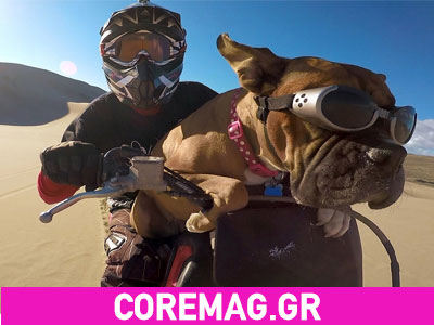 Lexus: ο σκύλος που καβαλάει Dirt Bike