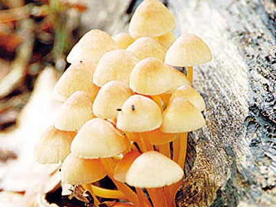 Χαλκιδική: Κατέληξε 44χρονη που έφαγε τοξικά μανιτάρια