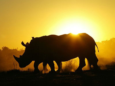 Ένας ρινόκερος σκοτώνεται κάθε επτά ώρες