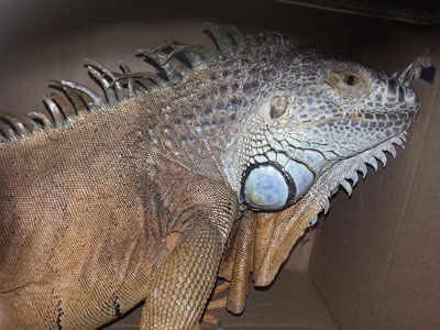 Ιγκουάνα 1,5 μέτρου εμφανίστηκε στην Αργυρούπολη