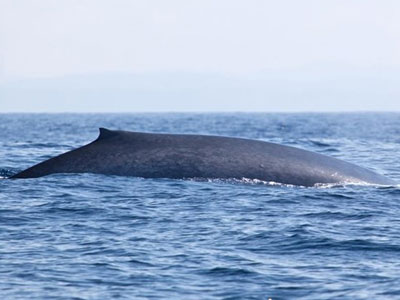 Ανακάμπτουν οι αριθμοί των γαλάζιων φαλαινών