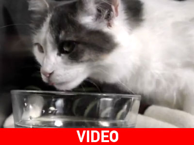 Γάτα βρέθηκε 3.700 χλμ. μακριά από το σπίτι της