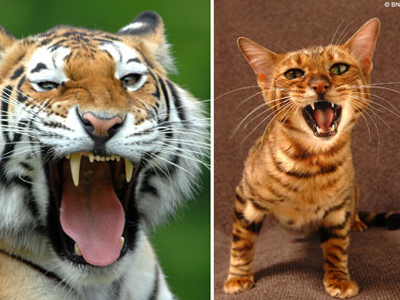 Οι γάτες είναι καλύτεροι κυνηγοί από τις τίγρεις