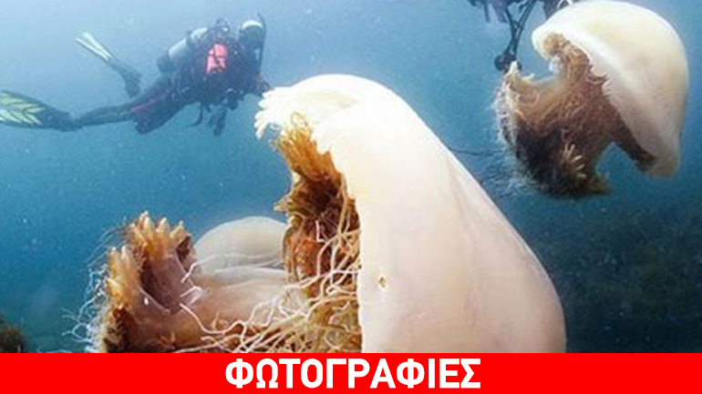 Γιγάντιες μέδουσες στην Ιαπωνία