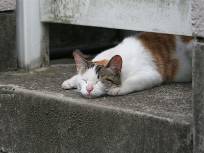 Γάτα έσωσε τη ζωή εγκαταλελειμμένου βρέφους