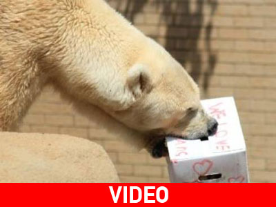 Πέθανε η τελευταία πολική αρκούδα της Αφρικής