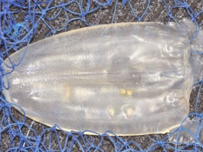 Ανακάλυψαν νέο είδος μέδουσας χωρίς… πλοκάμια!