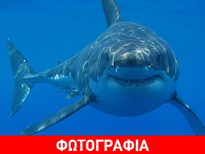Προκαλούσε τον καρχαρία να πηδήξει έξω από την θάλασσα