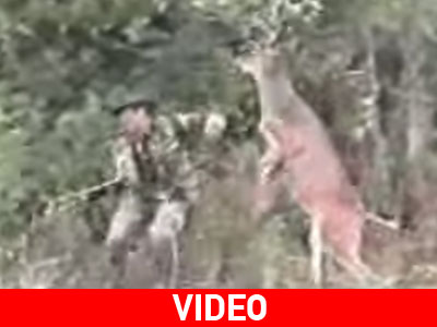 Ελάφι… ξυλοκόπησε τον κυνηγό!