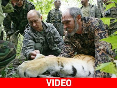 Η τίγρης του Πούτιν κατασπάραξε σκύλο