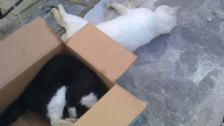 Σάμος: Ιδιοκτήτης εστιατορίου δηλητηρίασε τέσσερις γάτες